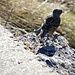 eine schöne Alpenbraunelle