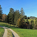 ab dem Montlinger Schwamm geht es dieses Strässchen hinauf zum Kriessener Schwamm, - eine Alphütte.