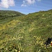 So in diesem Stil führt der Weg von Lumbrein hinauf auf die Alp Nova. --> Sorry für die miese Qualität, vermutlich sollte ich dann doch langsam die Pro-Mitgliedschaft lösen:-)