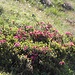 Die Alpenrosen fangen an zu blühen