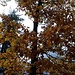 La foto non rende giustizia alla magnificenza dorata di questa maestosa quercia...