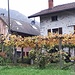 Lodano, casa paterna dell' amica Flavia.<br />Ciao tosa! ciao Snoopyna!