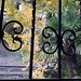 Vedo meraviglie dalla casa di Enrico...<br />Un albero di splendidi colori, oro quando lo accarezza il sole!<br />Il ginko biloba, dal fogliame di rara bellezza.