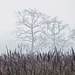 Nebel und hohes Gras. Nicht gerade die perfekten Bedinungen um Tiere zu sehen.