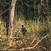 wir streifen durch hohes Gras. Zum Glück gibts hier so gut wie keine Moskitos oder Stechmücken. Nur viele Kletten, die an den Klamotten hängen bleiben.