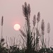 schöner, pinker Sonnenuntergang im Dschungel