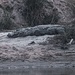 und ein Sumpfkrokodil relaxt am Strand