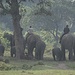 Elefantenparade. Wie die Elefanten im "Breeding Center" behandelt werden ist unter aller Sau. 