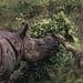 Am nöchsten Tag werden wir belohnt und sehen in kurzer Entfernung dieses weibliche, junge Panzernashorn.
