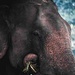 Elefant in Gefangenschaft als Arbeitstier genutzt.