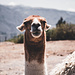neugieriges Lama