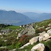 Fioritura di rododendri con alle spalle l'Alpe di Mezzo e sullo sfondo il lago e il Legnoncino