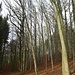 Schöner Buchenwald, nebenan musste der Fichtenwald dem Borkenkäfer weichen.
