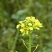 Senfblüten, die bei den warmen Temparaturen nochmals zum Blühen ansetzen.