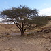 Southern Wadi Shani