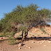 Acacia di Wadi Aron