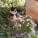 Julia mit schattigem Blumenarrangement ...