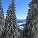 Durchblick in die Tannheimer