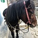 "mein" Pferd bei der Ankunft in Namche Bazar. Das Pferd hat Grossartiges geleistet; das war Schwerstarbeit!