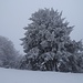 winterliche (schwarz-weisse) Baumpracht 1