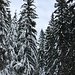 bereits im Abstieg durch den verschneiten Wald
