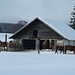 die Pferde scheinen den Schnee und die Kälte zu lieben