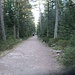Nach dem Ende des Holzbohlen-Wegs folgte ich diesem breiten Weg Richtung Grünhütte, ...