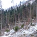 At Unter Herberig, a winter storm has really ravaged parts of the forest.