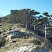 Il tratto di salita al Monte Aguzzo...<br />La cima si rivelerà meno grande e meno panoramica (causa piante e alti arbusti) di quella del Poggio Alto...