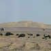 Tag 3 (26.12.):<br /><br />Eine mächtige Sanddüne begleitete uns östlich der Strasse eine Weile, kurz bevor wir die Abzweigung zum qatarischen Landeshöhepunkt erreichten.