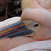 die Pelikane warten auf die Fütterung