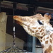 Giraffe, der Futterkorb hängt aber etwas tiefer