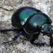 Ein simpler Käfer. Was die Natur doch für wunderbare Geschöpfe bereit hält, wenn man nur die Augen offen hält
