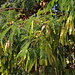 Tag 4 (27.12.):<br /><br />Früchte der der Weisskopfmimose (Leucaena leucocephala) in einem Park von  الخور (Al Khawr).