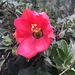Fortsetzung der Blumenparade 3 ...