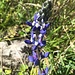Fortsetzung der Blumenparade 9 - essbare Zuchtform der [https://de.wikipedia.org/wiki/Anden-Lupine Lupine]