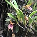 Fortsetzung der Blumenparade 7 - aussergewöhnliche Orchideengruppe ...