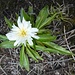 Fortsetzung der Blumenparade 4