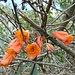 Fortsetzung der Blumenparade 5