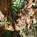 aussergewöhnlich - die Rinde dieses Baumes, Polylepis