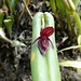 Fortsetzung der Blumenparade 8 - ungewöhnlicher Bau dieser kleinen, doch sehr feinen, Orchis