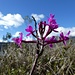 Fortsetzung der Blumenparade 10 -  eine weitere feine Orchis ...