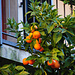Orangen in Arco
