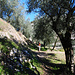 Statt auf der Via del Calvario (Kreuzweg) wandern wir einen Pfad etwas westlich der Straße nach Santa Maria di Laghel hoch.