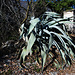 Markante Agave