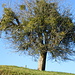Apfelbaum mit Misteln