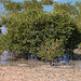 Tag 5 (28.12.): <br /><br />Rund um الرويس (Ar Ruways) gibt es bedeutende Küstenabschnitte mit Mangroven (Laguncularia racemosa). Die Küstenabschnitte sind in Qatar meist geschützt da sie vielen Lebensformen Unterschlupf und Nahrung bieten.