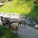 Was macht dieses Schaf am rechten Strassenrand am Boden?