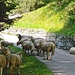 Seltsam, sehr seltsam, die zwei Schafe am rechten Strassenrand!