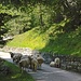 Ich möchte schon gerne wissen, was die zwei Schafe am rechten Strassenrand machen!